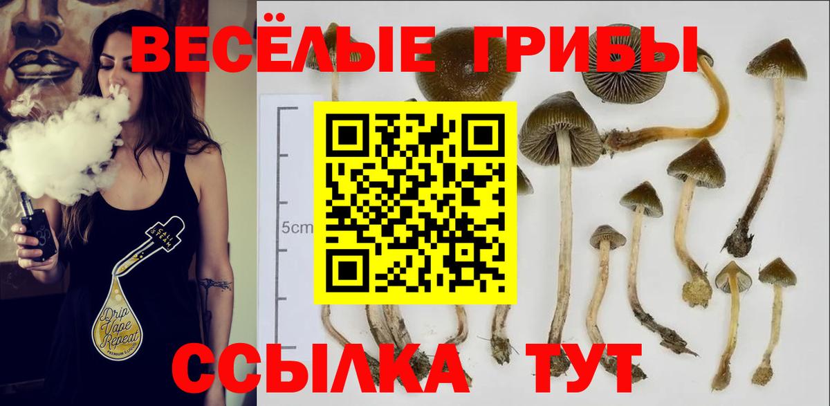 Галлюциногенные грибы Psilocybine cubensis Чистополь